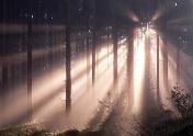 http://images.digicamfotos.de/media/580/licht_im_wald.jpg